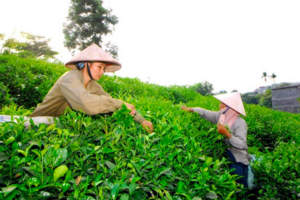 Thái Nguyên tích cực kết nối tiêu thụ na và nông sản vùng dân tộc