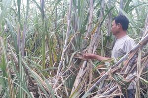 Liên kết trồng mía, đồng bào dân tộc thiểu số đón vụ mùa hy vọng