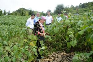 Khoai sâm – kỳ vọng làm giàu cho đồng bào dân tộc ở Sìn Hồ