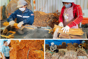 Quế hữu cơ: Hướng thoát nghèo bền vững cho bà con dân tộc thiểu số