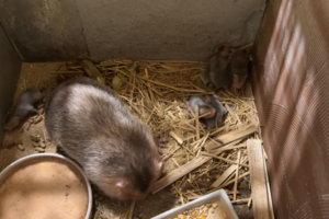 Mô hình nuôi dúi mở lối giúp nông dân miền núi thoát nghèo bền vững