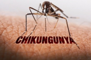 Diệt muỗi - phương pháp hiệu quả để phòng bệnh Chikungunya