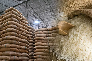 Gạo Việt Nam: Tăng tốc xuất khẩu, tìm dư địa bền vững tại EU