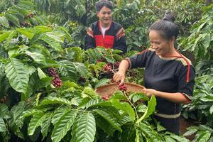 FTA là ‘chìa khóa vàng’ giúp xuất khẩu cà phê vượt trội