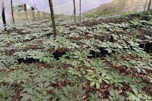 Tăng cường sự tham gia của đồng bào Xơ Đăng trong chuỗi liên kết sâm Ngọc Linh