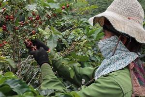 Phát triển sản xuất với du lịch nông nghiệp: Sinh kế mới trên đất dốc