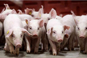 Giá heo hơi hôm nay 28/8/2025: Miền Trung, miền Nam giảm mạnh