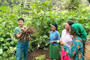 Cây trồng mới mang mùa no đủ cho đồng bào dân tộc thiểu số