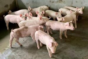 Giá heo hơi hôm nay 4/9/2025: Miền Bắc đảo chiều tăng