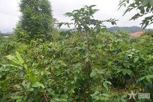 Xuất khẩu cà phê Việt Nam thiết lập kỷ lục mới