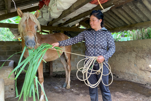 Sinh kế mới từ nuôi ngựa giúp người dân vùng cao vươn lên