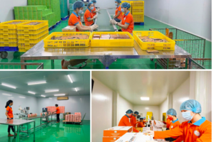 Curcumin Bắc Hà: Hiệu quả từ sản xuất đến giảm nghèo bền vững