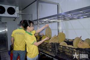 Xuất khẩu trái cây và rau quả vì sao lại “tụt dốc”?