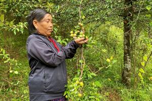 Tìm đầu ra ổn định cho quả sơn tra