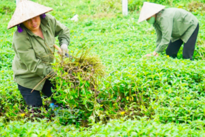Hợp tác xã Mạnh Hương: Mở lối thoát nghèo cho bà con vùng cao Gia Phú