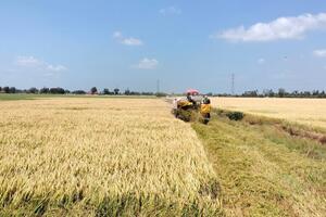 Thủ tướng chỉ đạo hỗ trợ nông dân khi giá lúa giảm