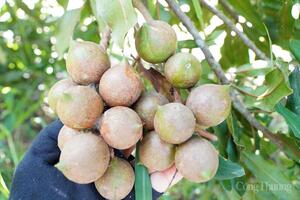 Từ sườn đồi xanh đến kinh tế mới: Câu chuyện hạt mắc ca Thượng Ninh