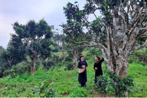 Chè Shan tuyết: ‘Cây giảm nghèo’ của đồng bào dân tộc ở Đồng Phúc