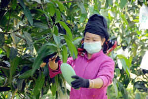 Sơn La: Nâng cao giá trị cho nông sản an toàn nhờ liên kết chuỗi