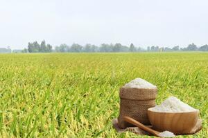 Giá lúa gạo hôm nay ngày 11/9: Thị trường lặng sóng