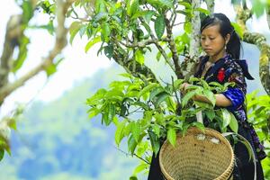 Điện Biên: Nâng tầm thương hiệu cà phê Mường Ảng, chè Shan Tủa Chùa