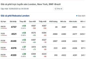 Giá cà phê hôm nay 12/9/2025: Trong nước bật tăng