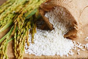 Bản tin nông sản hôm nay (12-9): Giá hồ tiêu giảm, cà phê đảo chiều tăng mạnh