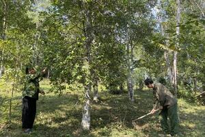 Cao Bằng đẩy mạnh chế biến sâu, mở rộng thị trường cho quế, hồi