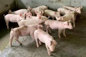 Giá heo hơi hôm nay 13/9/2025: Tăng nhẹ tại nhiều địa phương