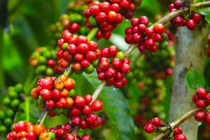 Giá cà phê xuất khẩu tiếp tục duy trì xu hướng tăng