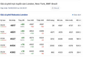 Giá cà phê hôm nay 15/9/2025: Tăng mạnh so với tuần trước