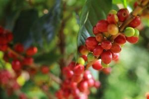 Bản tin nông sản hôm nay (15-9): Giá cà phê, hồ tiêu ít biến động