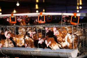 Hà Tĩnh: Nuôi gà đẻ trứng công nghệ cao, thu lãi hàng tỷ đồng mỗi năm