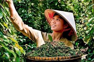 Giá tiêu Việt Nam và thế giới: Vì sao chênh lệch?