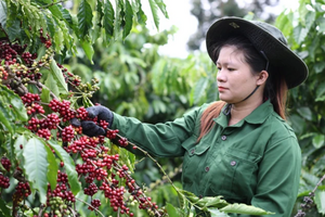 Giá cà phê Việt Nam và thế giới: Robusta – Arabica khác biệt ra sao?
