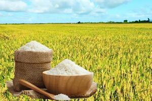 Giá lúa gạo hôm nay ngày 17/9: Gạo xuất khẩu tiếp đà tăng