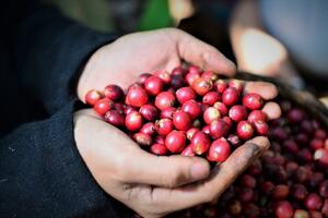 Thị trường cà phê: Tăng mạnh trong nước, thế giới khởi sắc