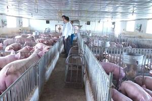 Giá heo hơi có bị tác động bởi xu hướng chăn nuôi sinh học?