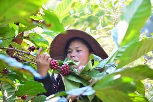 Giá cà phê trong nước biến động: Nông dân nên bán ngay hay giữ hàng?