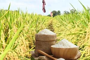 Giá lúa gạo hôm nay ngày 19/9: Gạo bình ổn, lúa tươi xu hướng tăng