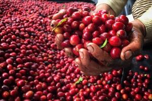 Giá cà phê thế giới giảm do áp lực cung - cầu hạ nhiệt