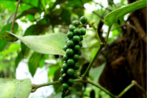 Bản tin nông sản hôm nay (21-9): Giá cà phê giảm sốc, giá hồ tiêu ở ngưỡng cao