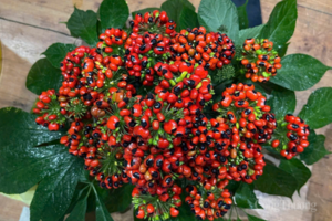 Đà Nẵng: Xây Trung tâm nghiên cứu chế biến sâu dược liệu vùng dân tộc