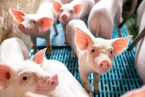 Vì sao giá heo hơi Việt Nam cao hơn Trung Quốc?