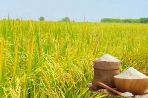 Giá lúa gạo hôm nay ngày 24/9: Gạo bình ổn, lúa tươi vững giá