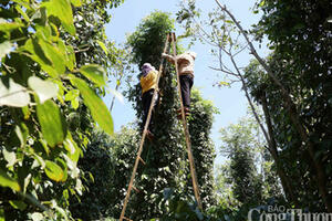 Giá tiêu hôm nay 24/9/2025: Trong nước biến động
