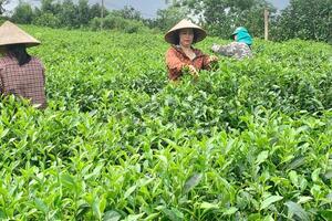 Sản phẩm OCOP miền núi Thủ đô - Bước chuyển mình từ bản sắc đến thương hiệu