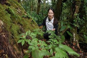 Đà Nẵng: Bà con miền núi khai thác lợi thế sâm Ngọc Linh làm du lịch