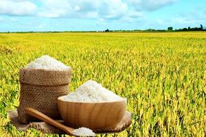 Giá lúa gạo hôm nay ngày 26/9: Gạo đi ngang, lúa tươi chững giá