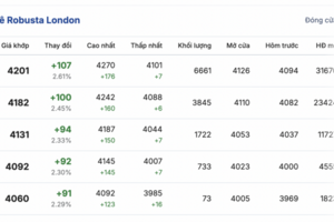 Giá cà phê hôm nay 28/9/2025: Quay đầu tăng trở lại